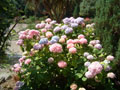 celtic park - hydrangeas.jpg